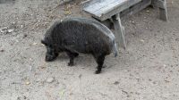 Fahrt durch den Omega Wildpark &ndash; &copy; Jacob Spangenberg (Eberhardt TRAVEL)
