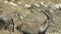 Fahrt durch den Omega Wildpark &ndash; &copy; Jacob Spangenberg (Eberhardt TRAVEL)