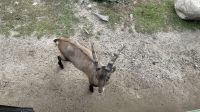 Fahrt durch den Omega Wildpark &ndash; &copy; Jacob Spangenberg (Eberhardt TRAVEL)