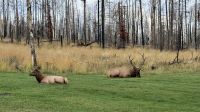 Wildtiere in der Bakers Lodge  &ndash; &copy; Jacob Spangenberg (Eberhardt TRAVEL)