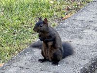 2. Tag: Eichhörnchen am Sanctuaire Notre Dame du Cap &ndash; &copy; Andreas Wolfsteller (Eberhardt TRAVEL)