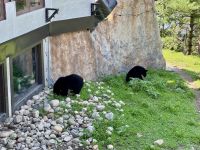 4. Tag: Fahrt durch den Omega-Wildpark – Junge Schwarzbären &ndash; &copy; Andreas Wolfsteller (Eberhardt TRAVEL)