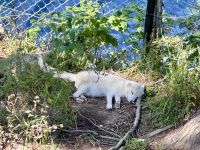 4. Tag: Fahrt durch den Omega-Wildpark – Polarfuchs &ndash; &copy; Andreas Wolfsteller (Eberhardt TRAVEL)