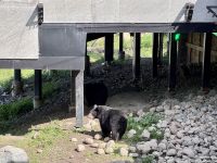 4. Tag: Fahrt durch den Omega-Wildpark – Junge Schwarzbären &ndash; &copy; Andreas Wolfsteller (Eberhardt TRAVEL)