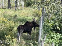 4. Tag: Fahrt durch den Omega-Wildpark – Elch &ndash; &copy; Andreas Wolfsteller (Eberhardt TRAVEL)