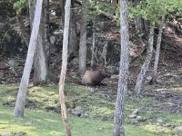 4. Tag: Fahrt durch den Omega-Wildpark – Wapiti-Hirsch &ndash; &copy; Andreas Wolfsteller (Eberhardt TRAVEL)