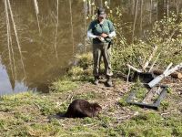 4. Tag: Fahrt durch den Omega-Wildpark – Biber &ndash; &copy; Andreas Wolfsteller (Eberhardt TRAVEL)