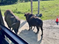 4. Tag: Fahrt durch den Omega-Wildpark – Bison-Familie &ndash; &copy; Andreas Wolfsteller (Eberhardt TRAVEL)