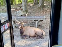 4. Tag: Fahrt durch den Omega-Wildpark – Wapitihirsch &ndash; &copy; Andreas Wolfsteller (Eberhardt TRAVEL)