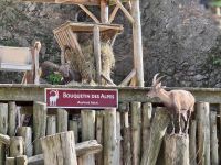 4. Tag: Fahrt durch den Omega-Wildpark – Steinböcke &ndash; &copy; Andreas Wolfsteller (Eberhardt TRAVEL)
