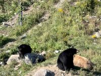 4. Tag: Fahrt durch den Omega-Wildpark – Bärenbande &ndash; &copy; Andreas Wolfsteller (Eberhardt TRAVEL)