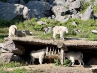 4. Tag: Fahrt durch den Omega-Wildpark – Bergziegen &ndash; &copy; Andreas Wolfsteller (Eberhardt TRAVEL)
