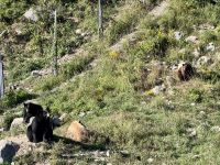 4. Tag: Fahrt durch den Omega-Wildpark – Bärenbande &ndash; &copy; Andreas Wolfsteller (Eberhardt TRAVEL)