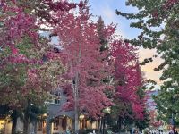 13. Tag: Abendspaziergang durch Whistler – Ahornbäume &ndash; &copy; Andreas Wolfsteller (Eberhardt TRAVEL)