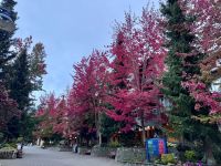 13. Tag: Morgenspaziergang durch Whistler – Ahornbäume &ndash; &copy; Andreas Wolfsteller (Eberhardt TRAVEL)