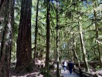 14. Tag: Whistler bis Tofino – Spaziergang durch den Cathedral Cove im MacMillan Provincial Park &ndash; &copy; Andreas Wolfsteller (Eberhardt TRAVEL)
