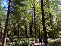 14. Tag: Whistler bis Tofino – Spaziergang durch den Cathedral Cove im MacMillan Provincial Park &ndash; &copy; Andreas Wolfsteller (Eberhardt TRAVEL)