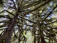 14. Tag: Whistler bis Tofino – Spaziergang durch den Cathedral Cove im MacMillan Provincial Park &ndash; &copy; Andreas Wolfsteller (Eberhardt TRAVEL)
