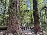 14. Tag: Whistler bis Tofino – Spaziergang durch den Cathedral Cove im MacMillan Provincial Park &ndash; &copy; Andreas Wolfsteller (Eberhardt TRAVEL)