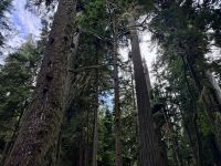 14. Tag: Whistler bis Tofino – Spaziergang durch den Cathedral Cove im MacMillan Provincial Park &ndash; &copy; Andreas Wolfsteller (Eberhardt TRAVEL)