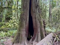 14. Tag: Whistler bis Tofino – Spaziergang durch den Cathedral Cove im MacMillan Provincial Park &ndash; &copy; Andreas Wolfsteller (Eberhardt TRAVEL)