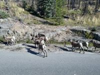 11. Tag: Jasper-Nationalpark – Dickhornschafe auf der Maligne Lake Road &ndash; &copy; Andreas Wolfsteller (Eberhardt TRAVEL)