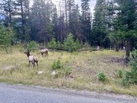 11. Tag: Jasper-Nationalpark – Wapitis am Fairmont-Hotel &ndash; &copy; Andreas Wolfsteller (Eberhardt TRAVEL)