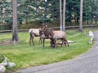 11. Tag: Jasper-Nationalpark – Wapitis auf dem Hotelgelände &ndash; &copy; Andreas Wolfsteller (Eberhardt TRAVEL)