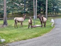 11. Tag: Jasper-Nationalpark – Wapitis auf dem Hotelgelände &ndash; &copy; Andreas Wolfsteller (Eberhardt TRAVEL)