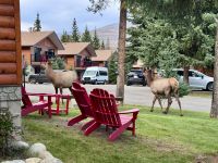11. Tag: Jasper-Nationalpark – Wapitis auf dem Hotelgelände &ndash; &copy; Andreas Wolfsteller (Eberhardt TRAVEL)