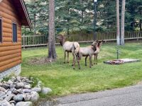 11. Tag: Jasper-Nationalpark – Wapitis auf dem Hotelgelände &ndash; &copy; Andreas Wolfsteller (Eberhardt TRAVEL)