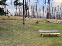 11. Tag: Jasper-Nationalpark – Wapitis auf dem Hotelgelände &ndash; &copy; Andreas Wolfsteller (Eberhardt TRAVEL)