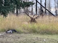 11. Tag: Jasper-Nationalpark – Wapitis auf dem Hotelgelände &ndash; &copy; Andreas Wolfsteller (Eberhardt TRAVEL)