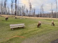 11. Tag: Jasper-Nationalpark – Wapitis auf dem Hotelgelände &ndash; &copy; Andreas Wolfsteller (Eberhardt TRAVEL)