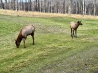 11. Tag: Jasper-Nationalpark – Wapitis auf dem Hotelgelände &ndash; &copy; Andreas Wolfsteller (Eberhardt TRAVEL)