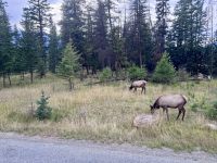 11. Tag: Jasper-Nationalpark – Wapitis am Fairmont-Hotel &ndash; &copy; Andreas Wolfsteller (Eberhardt TRAVEL)