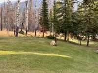 12. Tag: Jasper bis Kamloops – Wapitihirsch auf dem Hotelgelände &ndash; &copy; Andreas Wolfsteller (Eberhardt TRAVEL)