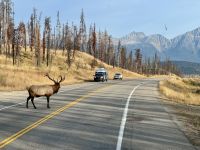12. Tag: Jasper bis Kamloops – Wapitihirsch auf dem Highway &ndash; &copy; Andreas Wolfsteller (Eberhardt TRAVEL)