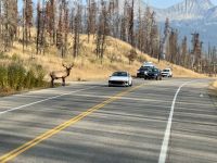 12. Tag: Jasper bis Kamloops – Wapitihirsch am Highway &ndash; &copy; Andreas Wolfsteller (Eberhardt TRAVEL)