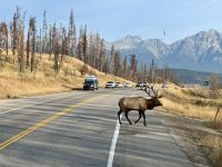 12. Tag: Jasper bis Kamloops – Wapitihirsch auf dem Highway &ndash; &copy; Andreas Wolfsteller (Eberhardt TRAVEL)