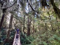 15. Tag: Am Pazifischen Ozean – Spaziergang durch den Regenwald &ndash; &copy; Andreas Wolfsteller (Eberhardt TRAVEL)