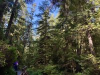15. Tag: Am Pazifischen Ozean – Spaziergang durch den Regenwald &ndash; &copy; Andreas Wolfsteller (Eberhardt TRAVEL)