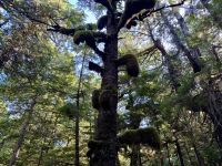 15. Tag: Am Pazifischen Ozean – Spaziergang auf dem Ucluelet Lighthouse Loop &ndash; &copy; Andreas Wolfsteller (Eberhardt TRAVEL)