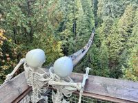18. Tag: Ausflug in den Norden Vancouvers – Besuch der Capilano Suspension Bridge &ndash; &copy; Andreas Wolfsteller (Eberhardt TRAVEL)