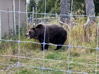 18. Tag: Ausflug in den Norden Vancouvers – Grizzly Coola auf dem Grouse Mountain &ndash; &copy; Andreas Wolfsteller (Eberhardt TRAVEL)