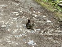 Ein seltenes Pika 