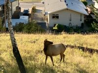 Wapiti in Jasper