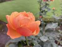Rosen Ende September