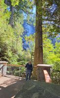 Kurze Wanderung an den Shannon Falls