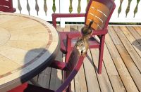 Eichhörnchen auf der Hat Creek Ranch &ndash; &copy; Kristin Weigel (Eberhardt TRAVEL)